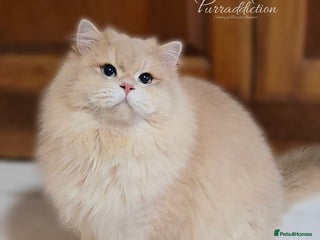 British Longhair cats Sweet Blue golden copper tipped Longhair boy - Advert 15