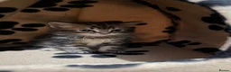 Mixed Breed cats for sale: 3 stunning kittens looking for their loving home  - Advert 25