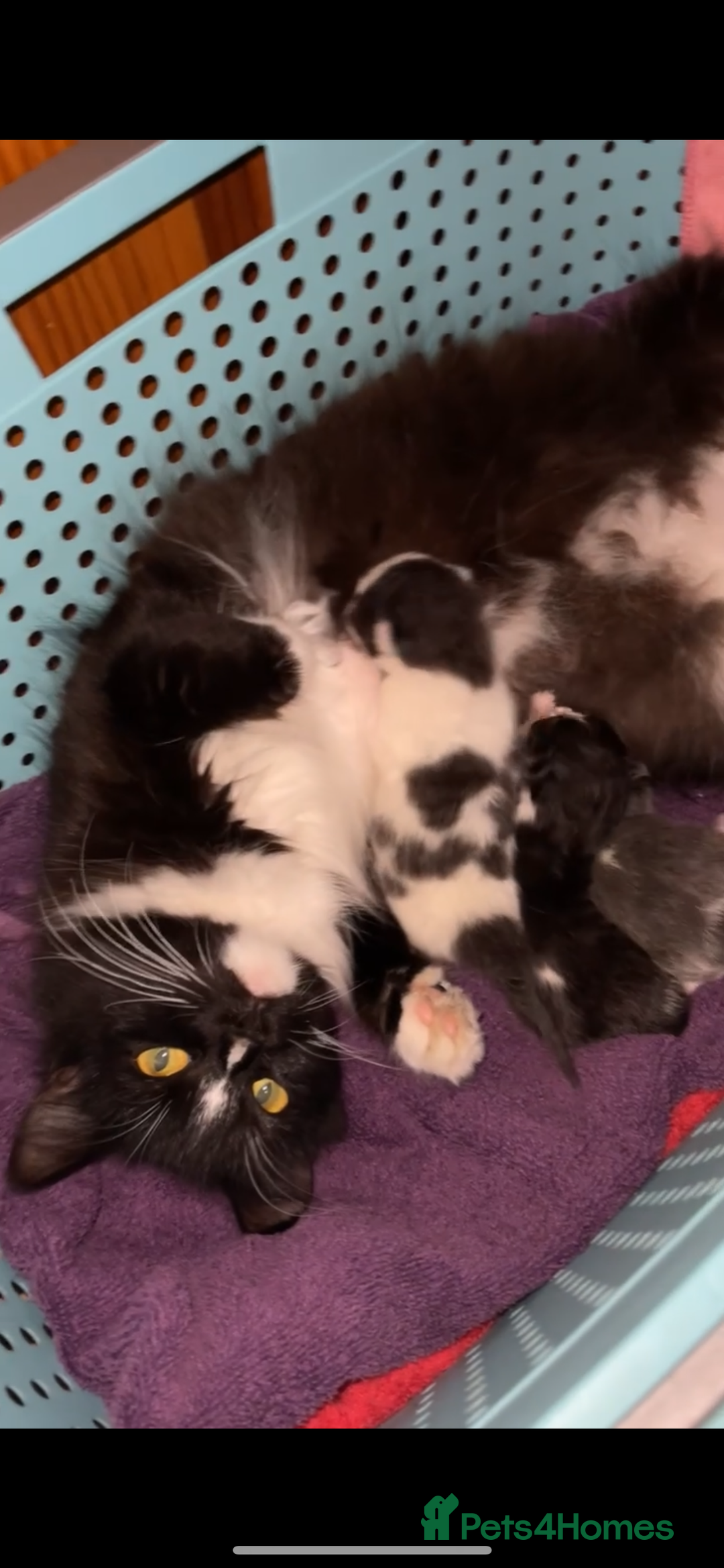 Mixed Breed cats for sale: Maine coone/ragdoll mix Kittens - Advert 2