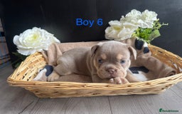 English Bulldog dogs for sale: Outstanding English, bulldog puppies - Image 11