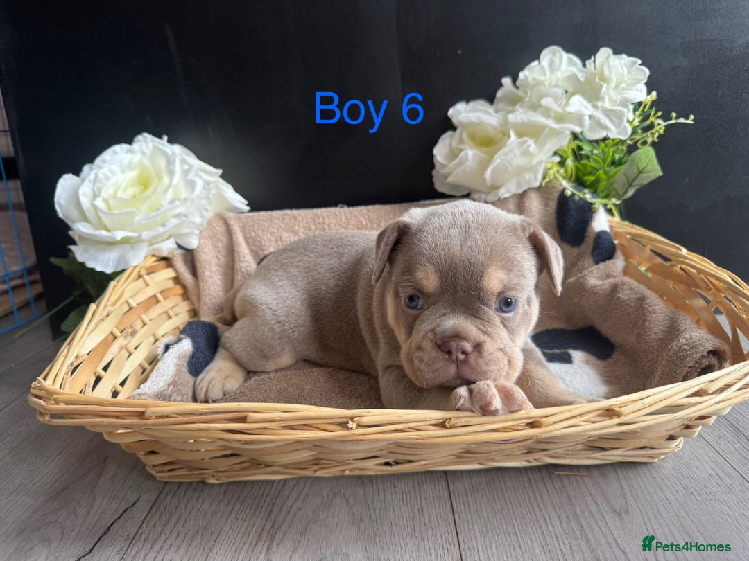 English Bulldog dogs for sale: Outstanding English, bulldog puppies - Image 11