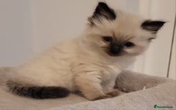 Ragdoll cats for sale: Beautiful Ragdoll kittens - Image 3