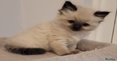 Ragdoll cats - Advert 7