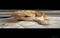 Toy Poodle dogs for sale: Beautiful toy poodle puppies - Image 3