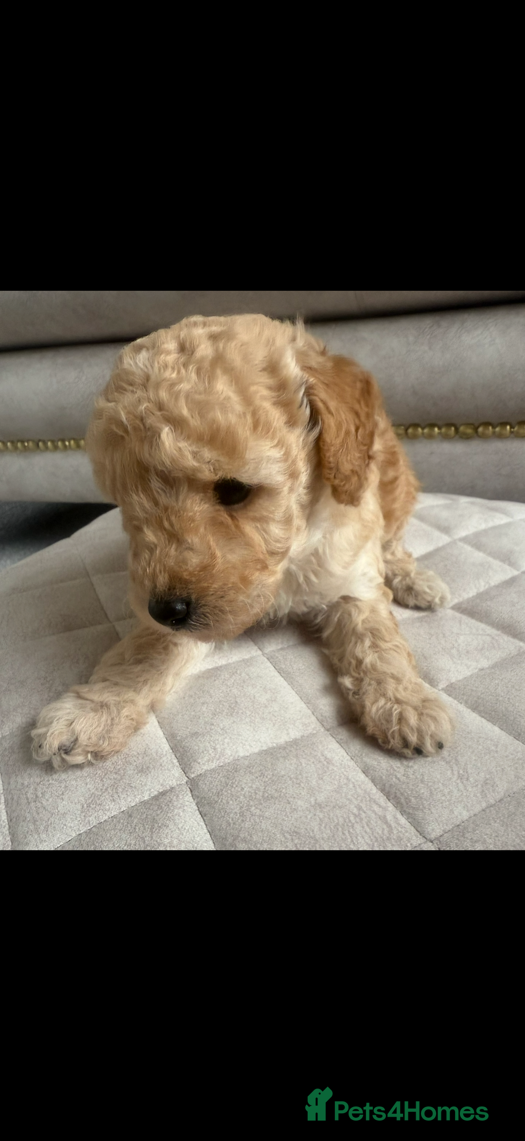 Toy Poodle dogs for sale: Beautiful toy poodle puppies - Image 3
