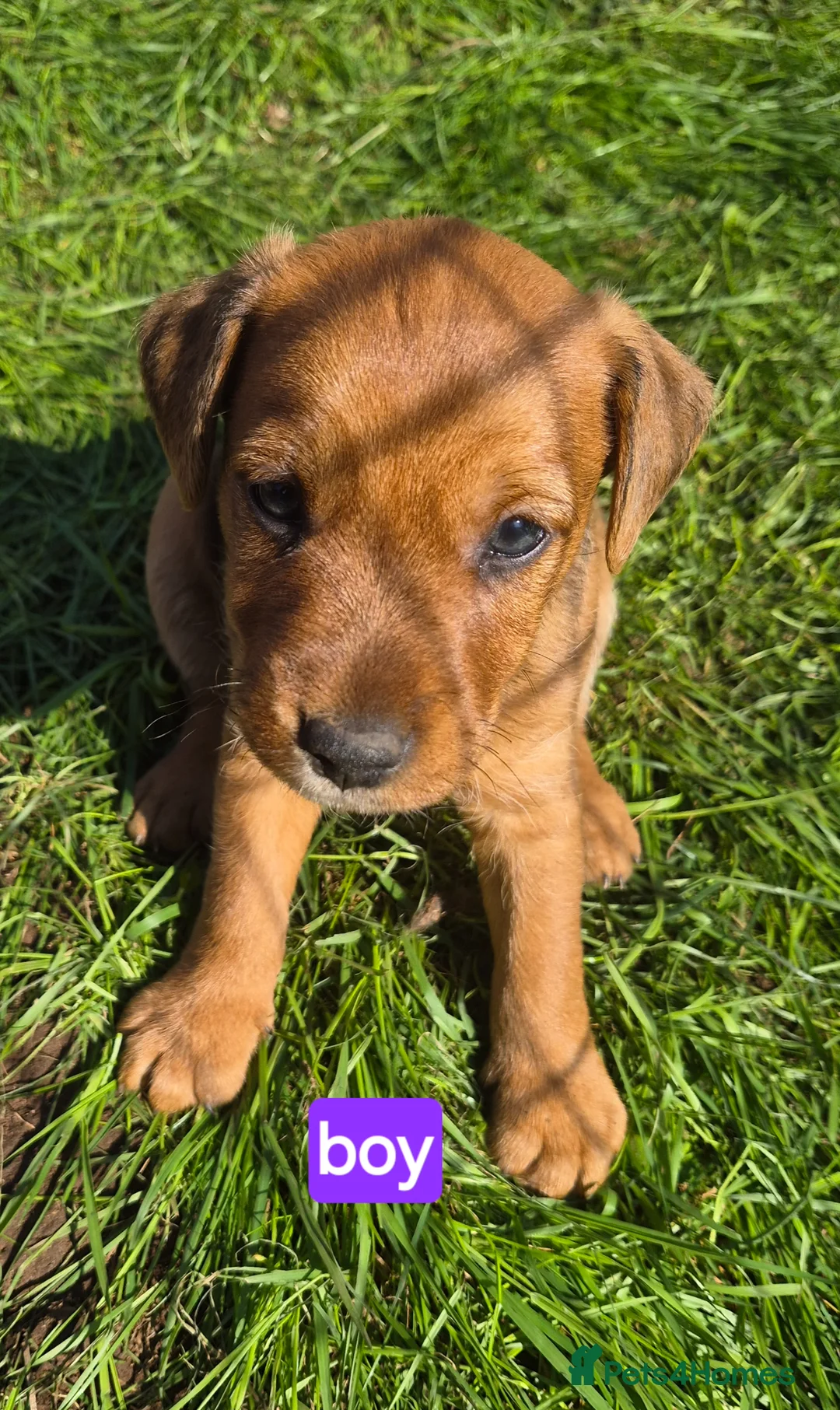 Mixed Breed dogs for sale: 5 Lakeland Terriers X for sale  in Ledbury - Advert 15