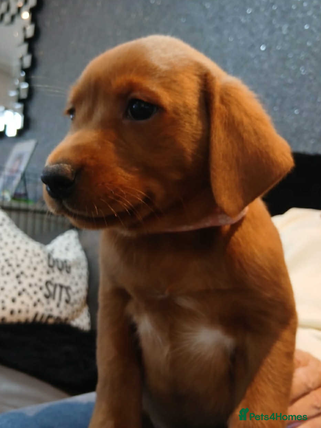 Labrador Retriever dogs for sale: KC Reg Fox Red Labrador pups.Council licensed. - Image 9