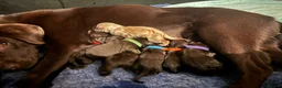 Labrador Retriever dogs for sale: KENNEL CLUB REGISTERED CHOCOLATE LABRADOR PUPPIES  - Advert 12