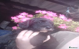 Cavapoo dogs for sale: Beautiful cavapoo girl looking for nice home - Image 4