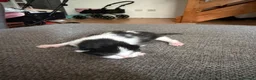 Mixed Breed cats for sale: Beautiful mixed breed kittens  - Advert 12