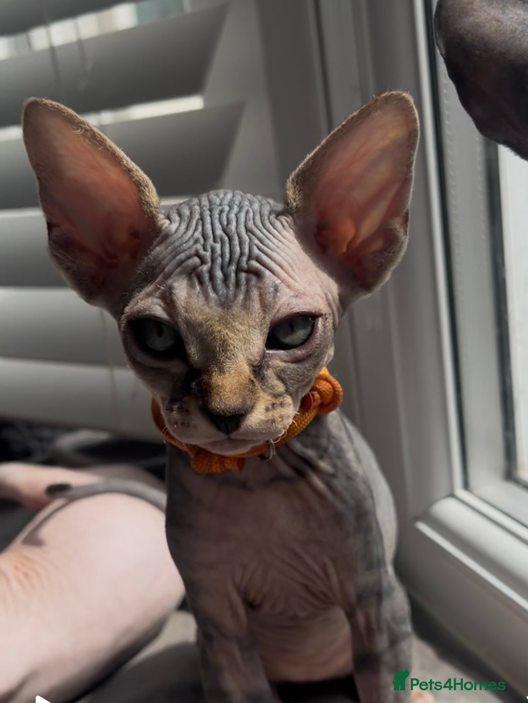 Sphynx cats for sale: August ready kitty’s in need of loving homes - Image 27