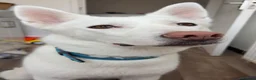 Huskita dogs for sale: Koda  - Advert 4