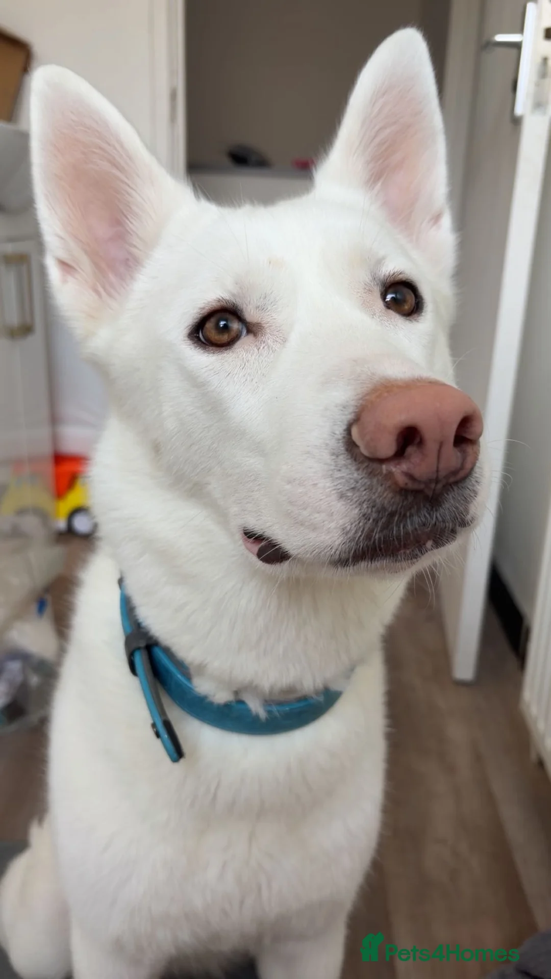 Huskita dogs for sale: Koda  - Advert 4