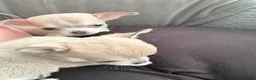 Chihuahua dogs for sale: 1 Male 1 female chihuahua for loving homes - Advert 7