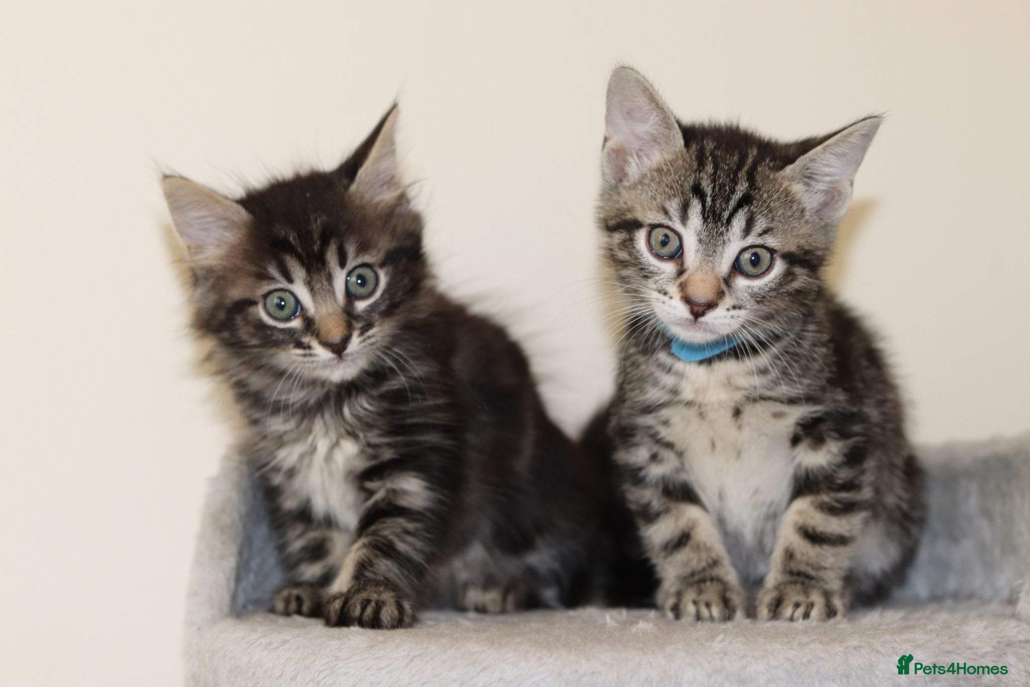Mixed Breed cats Adorable Kittens Ready Soon - Advert 1