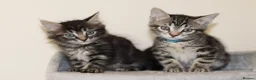 Mixed Breed cats for sale: Adorable Kittens Ready Soon - Advert 1