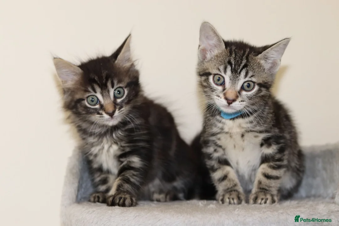 Mixed Breed cats for sale: Adorable Kittens Ready Soon - Advert 1