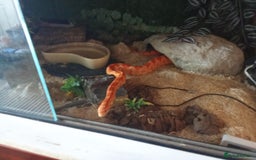 Corn Snake reptiles for sale: Beautiful corn snake for sale plus full setup. - Image 1