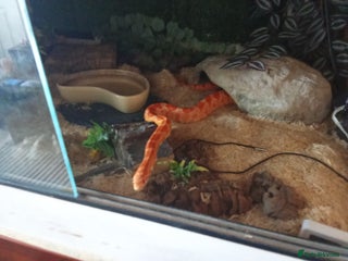 Corn Snake reptiles for sale - Advert 1