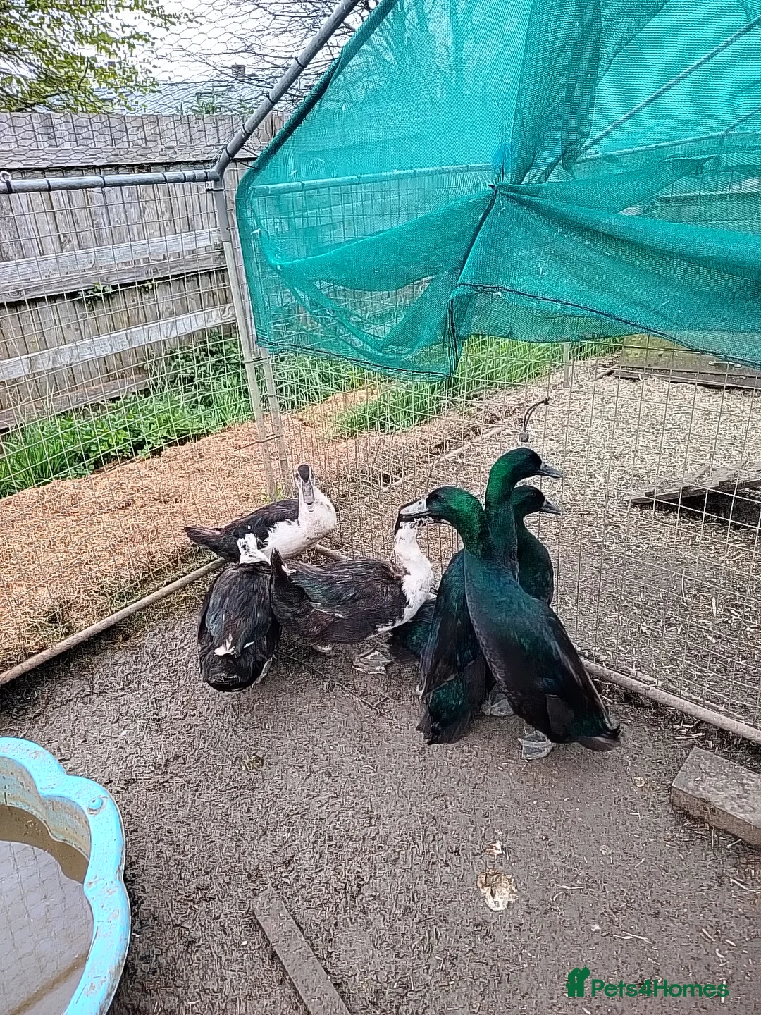 Ducks poultry for sale: 6 male Cayuga drakes, may split in Bridgwater - Advert 2
