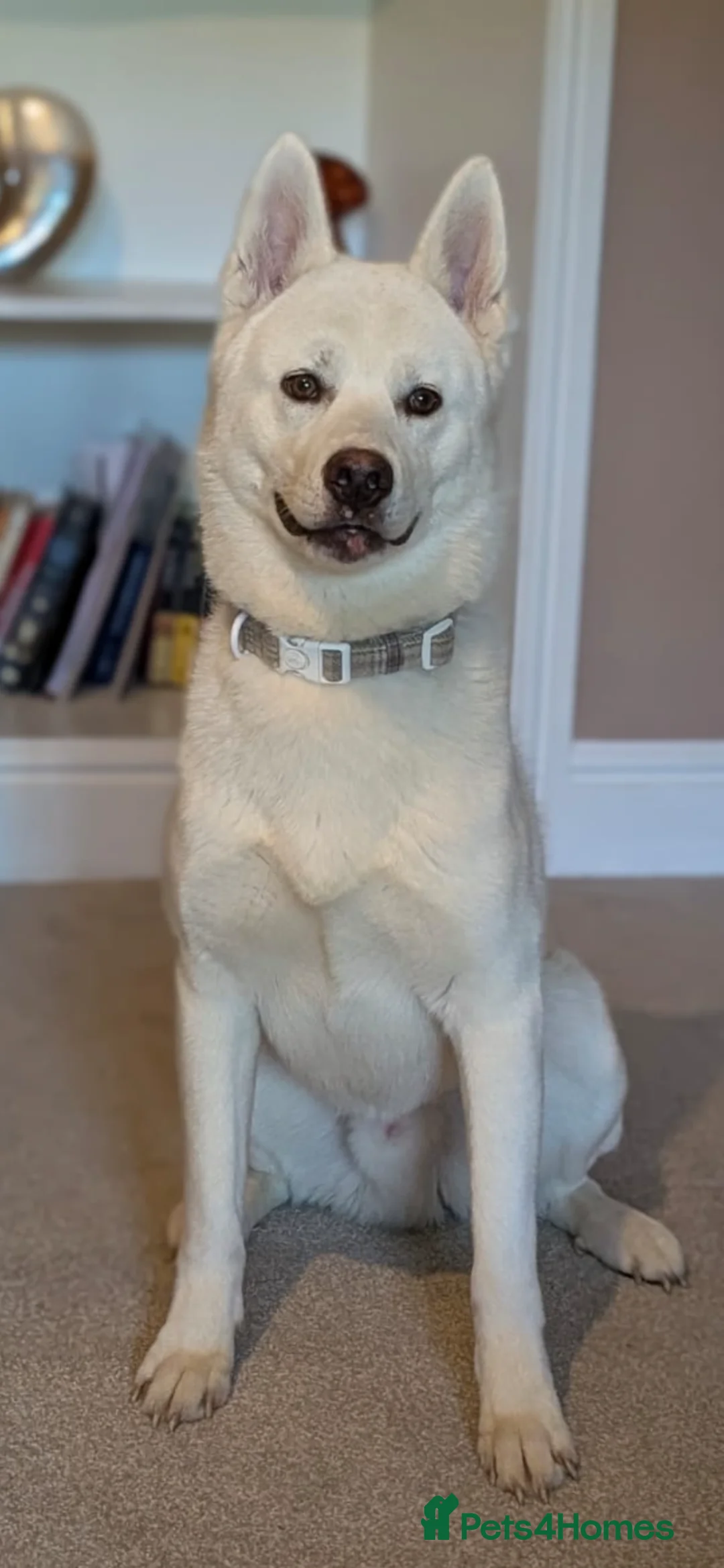 Huskita dogs for sale: Huskita male 10 months old in Lancaster - Advert 2