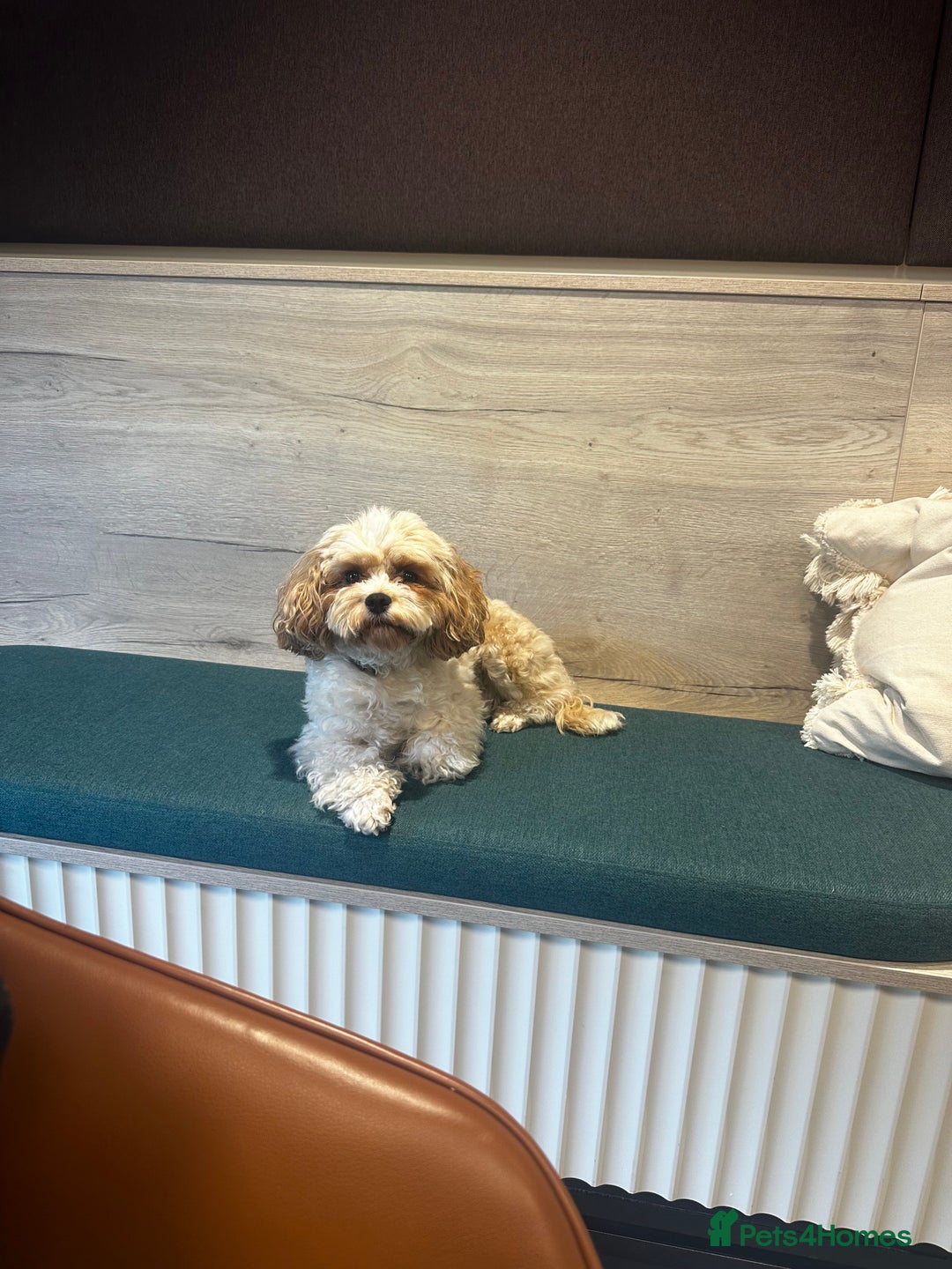 Shihpoo dogs for sale: F1b Shihpoo Puppies - 2 boys, 3 girls  - Advert 21