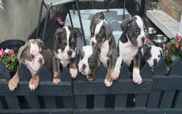 Olde English Bulldogge dogs for sale: Olde English bulldogs puppies READY to leave - Image 5