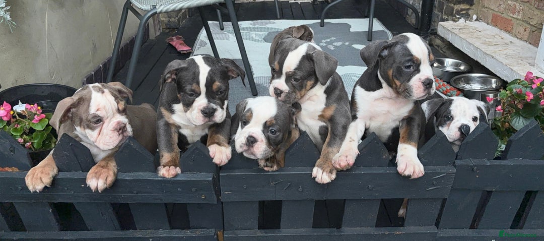 Olde English Bulldogge dogs for sale: Olde English bulldogs puppies READY to leave - Image 5