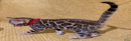 Bengal cats for sale: Stunning Bengal Kittens. TICA Registered. - Advert 7