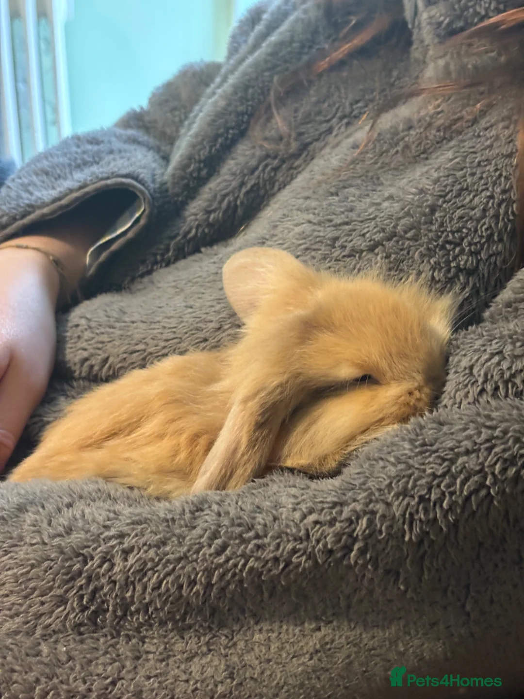 Mini Lop rabbits for sale: Raised indoors Mini lops/lion lops-vaccinated  - Advert 2