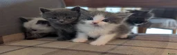 Mixed Breed cats for sale: Gorgeous ragdoll cross kittens  - Advert 3
