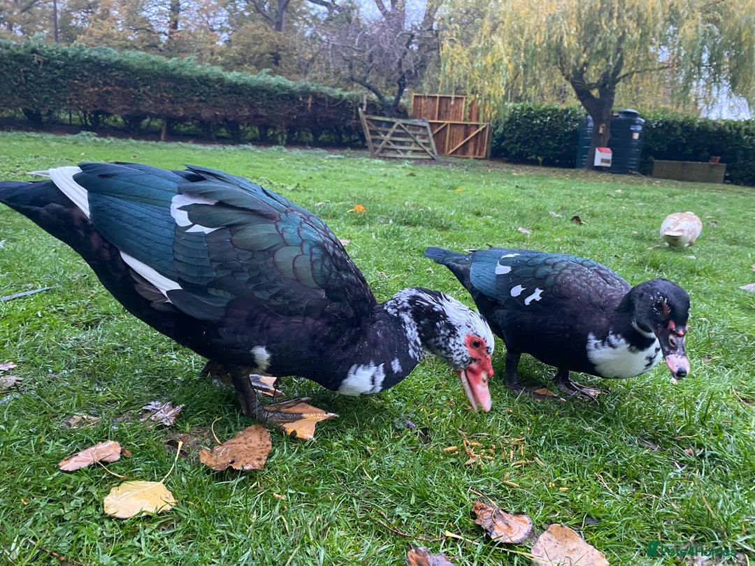 Ducks poultry for sale: Muscovy Ducks Available - Male & Female - Image 4