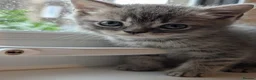 British Shorthair cats for sale: British Shorthair Kittens – Ready to Go Now in Renfrew - Advert 14