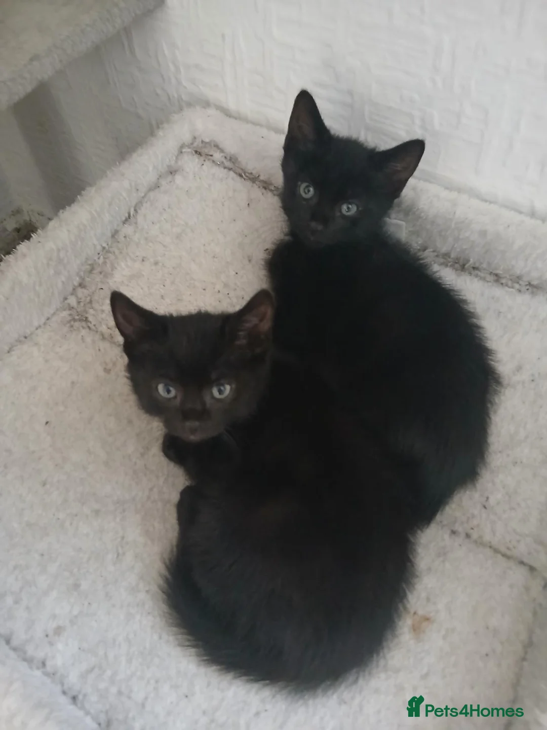 British Shorthair cats for sale: Boy Kittens in Swindon - Advert 2