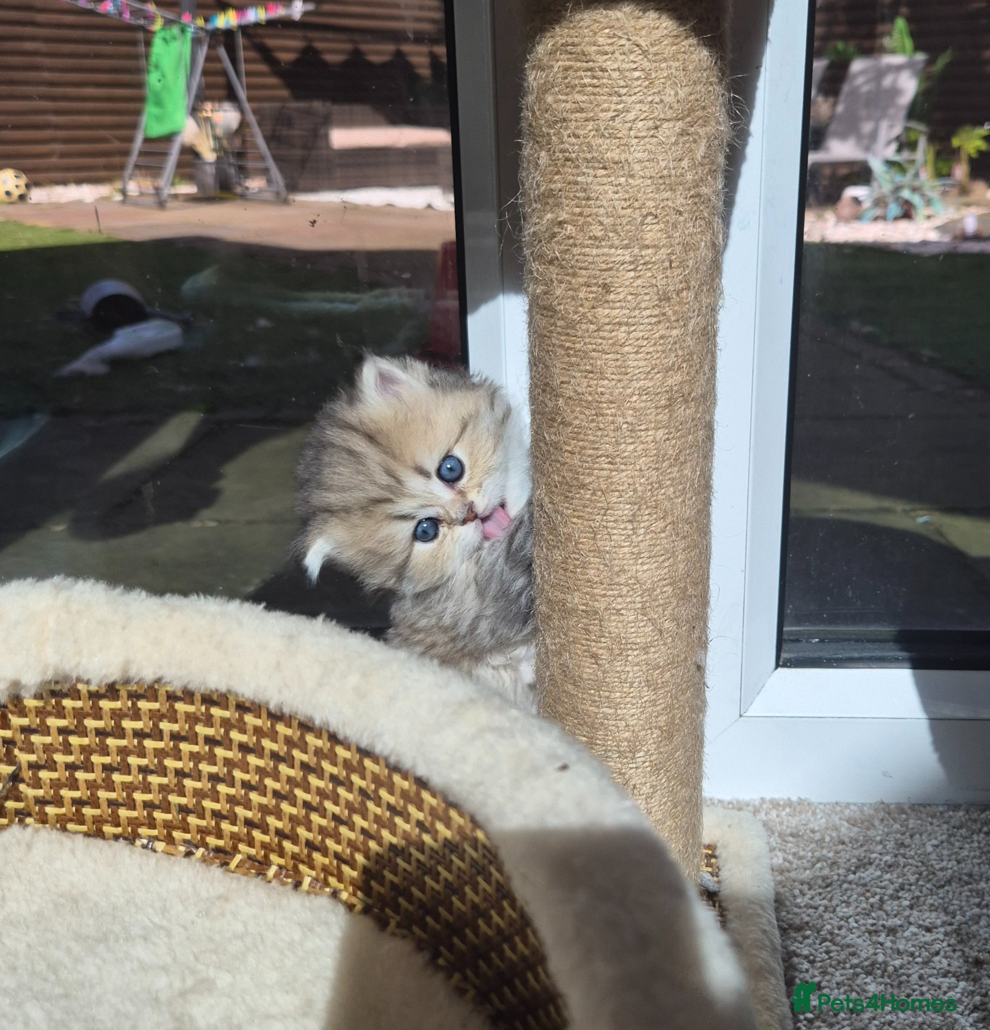 British Longhair cats Golden longhair only 1 boy available  - Advert 15