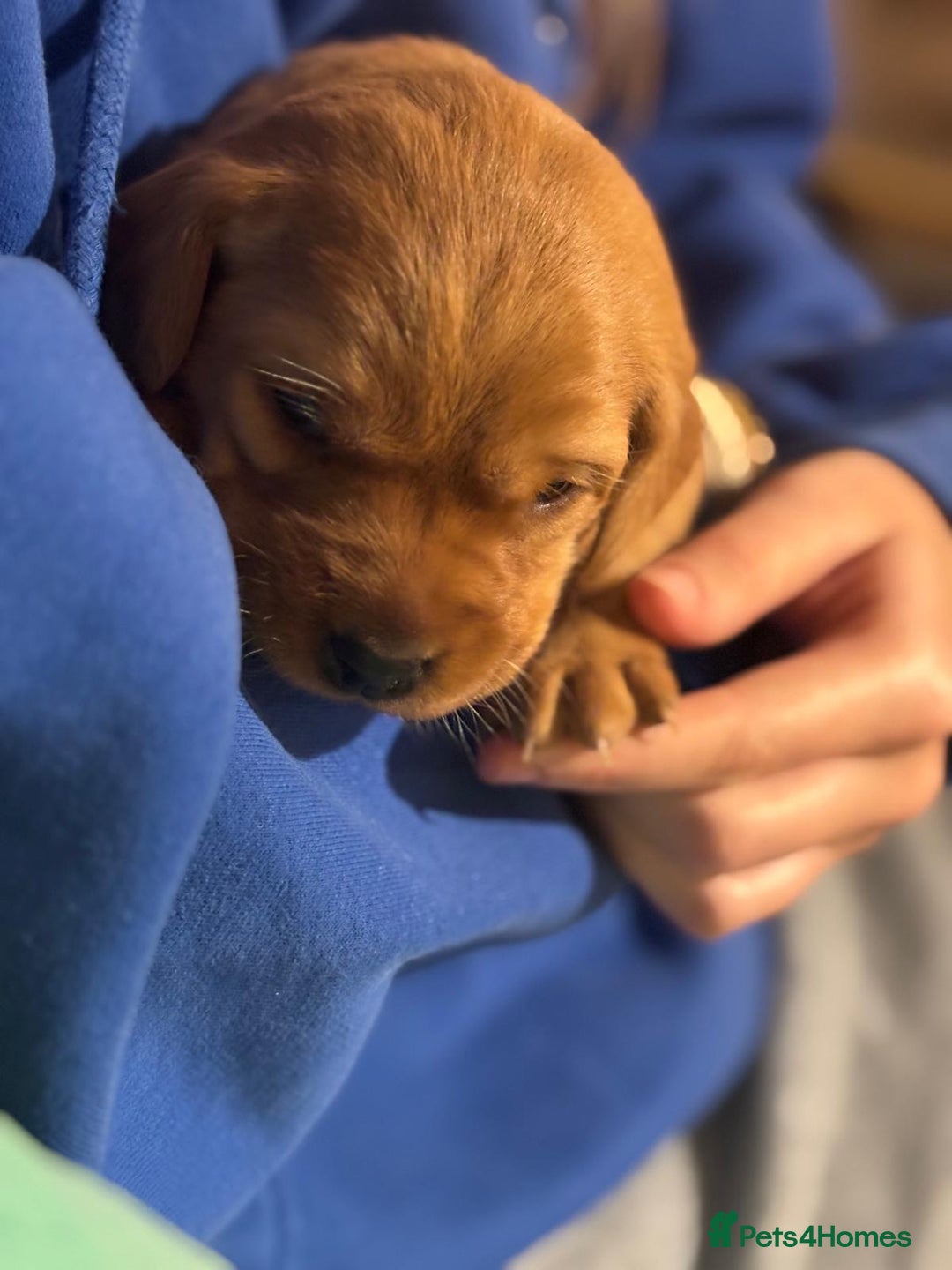 Labrador Retriever dogs for sale: Fox red Labrador retriever puppies – males only - Advert 7