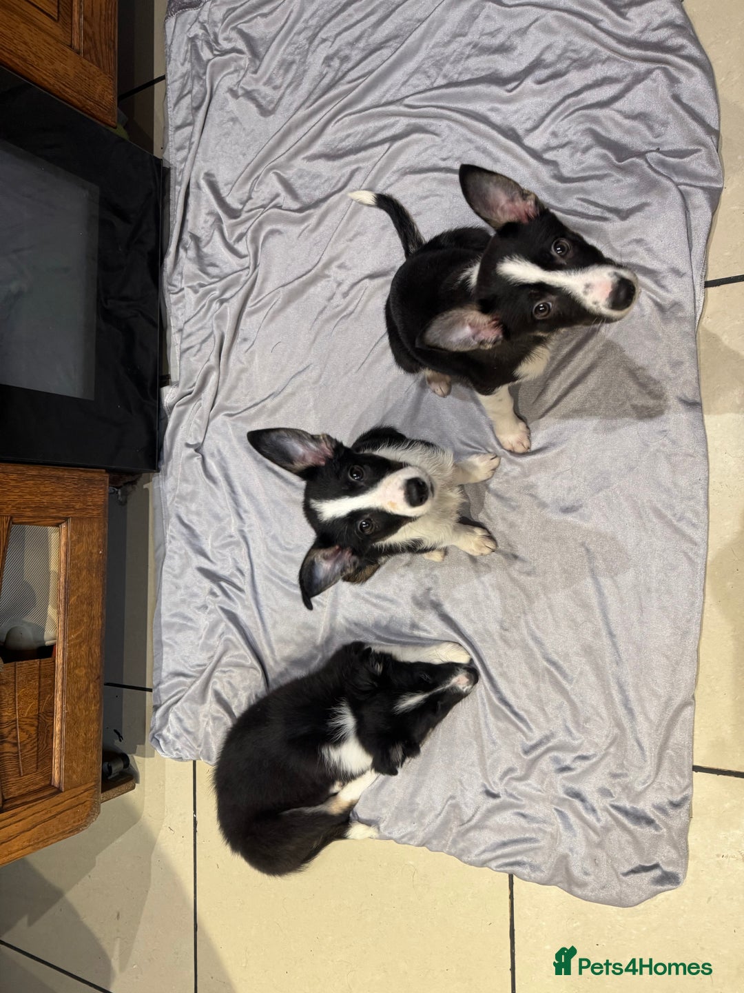 Border Collie dogs for sale: For sale 3 GILR border collie  - Advert 15