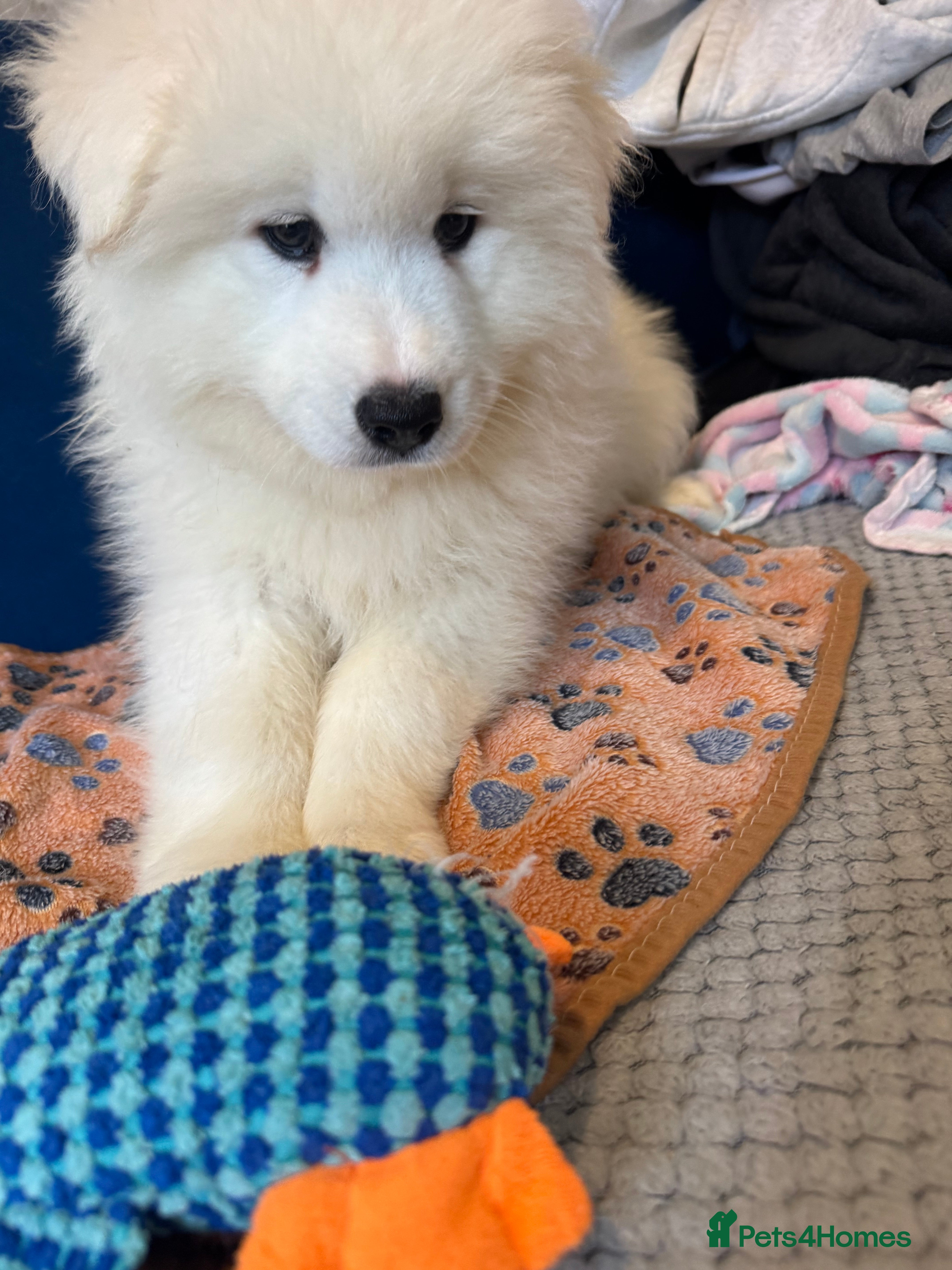 Samoyed dogs 🐾puppies are ready for new happy homes🐾 - Advert 1