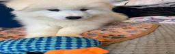 Samoyed dogs for sale: 🐾puppies are ready for new happy homes🐾 - Advert 1