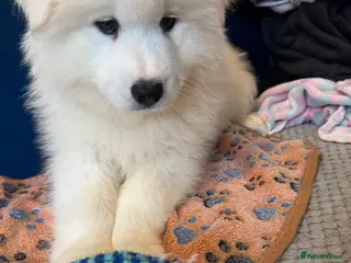 Samoyed dogs 🐾puppies are ready for new happy homes🐾 - Advert 1