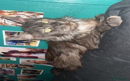 Maine Coon cats for sale: Female Mainecoon 2 years old  - Image 2