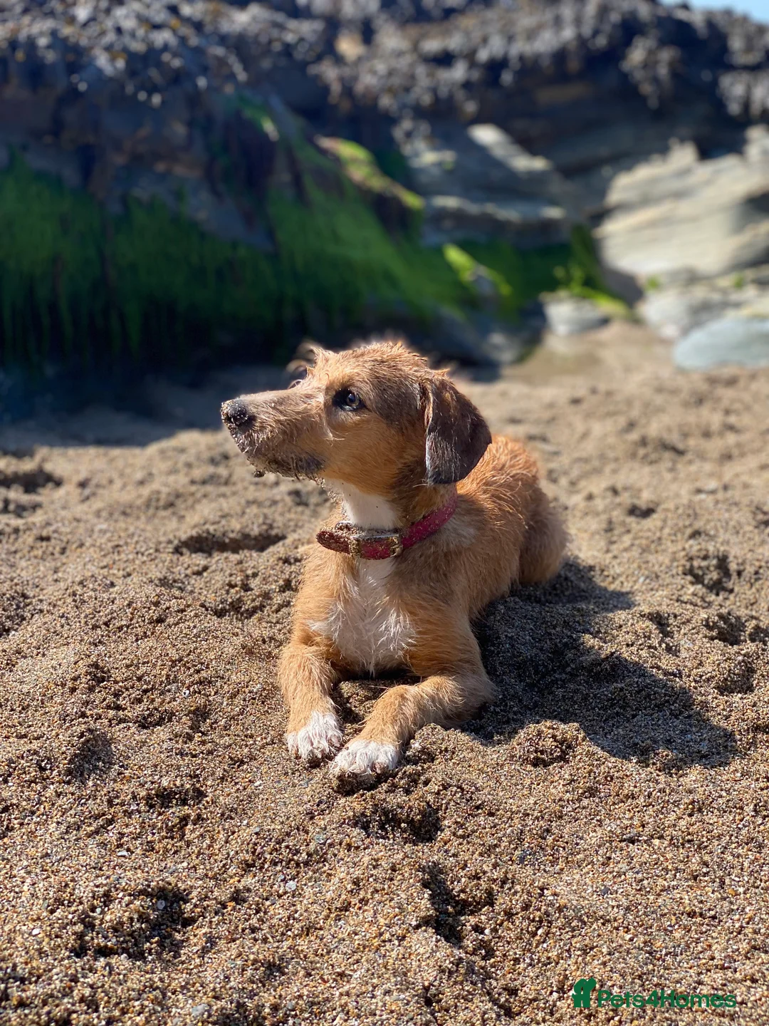 Mixed Breed dogs for sale: Bedlington Whippet pups - 2 boys and 2 girls left - Advert 2