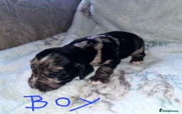 Cocker Spaniel dogs for sale: Working Cocker Spaniel Puppies - Advert 6