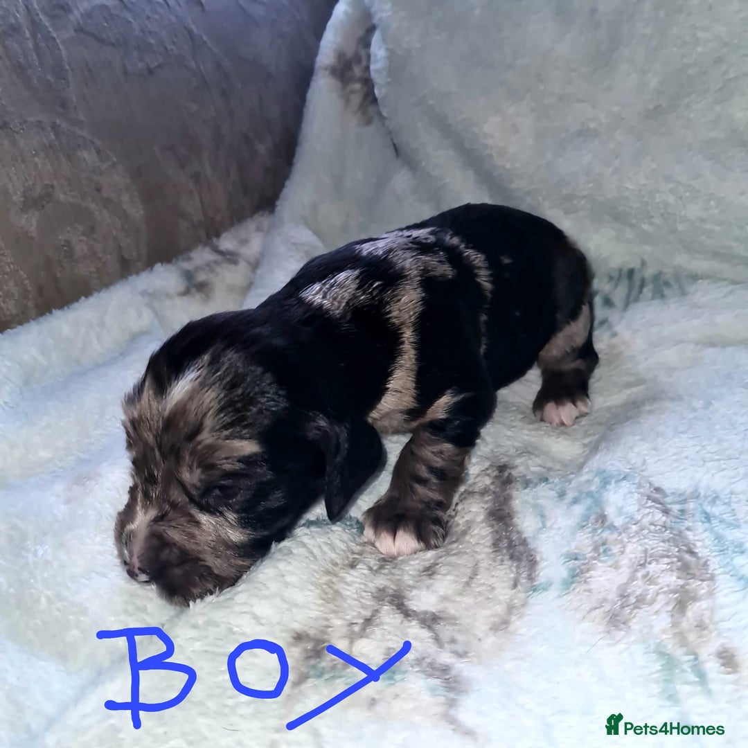 Cocker Spaniel dogs for sale: Working Cocker Spaniel Puppies - Advert 6