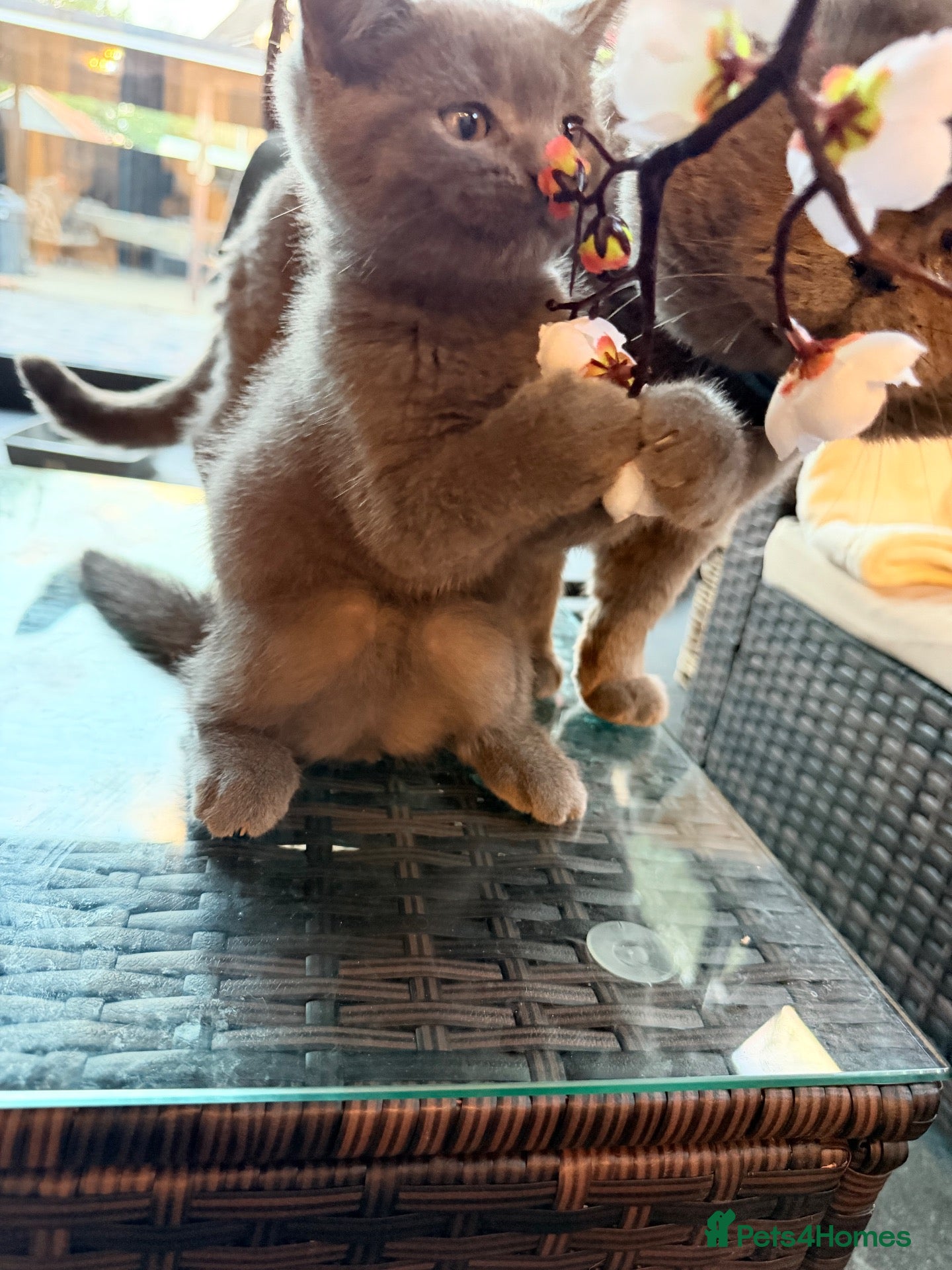 British Shorthair cats British Shorthair Kittens – 8 Weeks Old – £580  - Advert 1