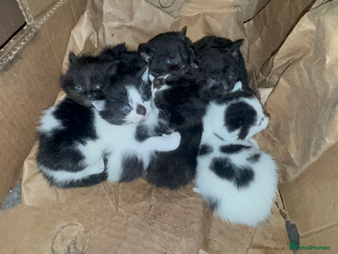 Domestic Shorthair cats for sale: Beautiful Black and White Kittens. in Guildford - Advert 23