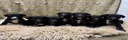 Mixed Breed dogs for sale: Beautiful Bedlington x whippet puppies  - Advert 2