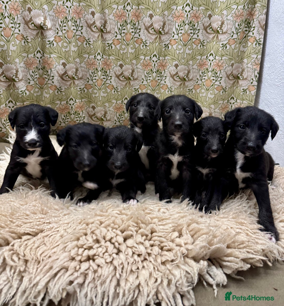 Mixed Breed dogs for sale: Beautiful Bedlington x whippet puppies  - Advert 2