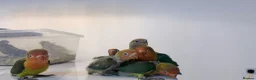 Lovebirds birds for sale: Silly tame and cuddly lovebird chicks - Advert 5
