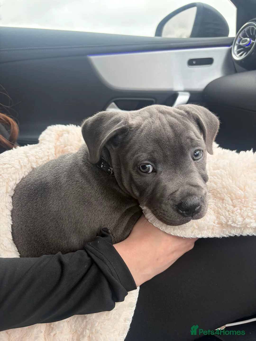 Staffordshire Bull Terrier dogs for sale: Blue staffy puppy for sale  in Grantham - Advert 7